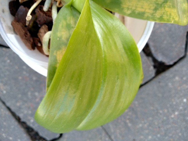 IMG_20180712_184333_HDR (1).jpg