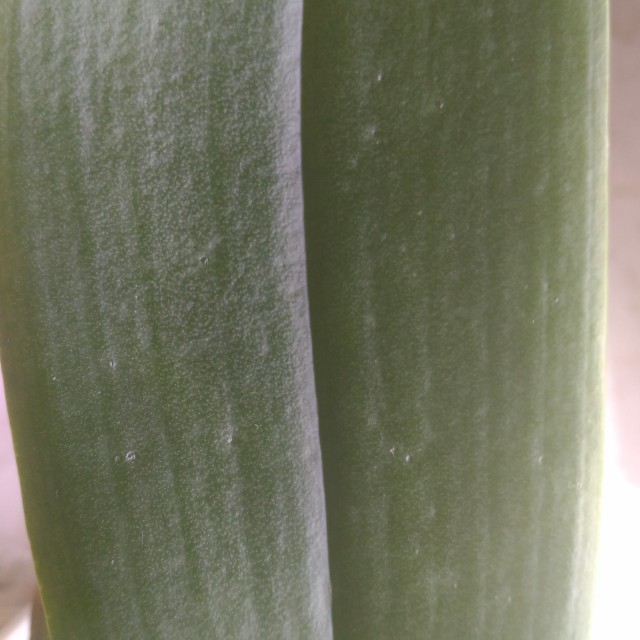 Liść - oryginał 1.jpg