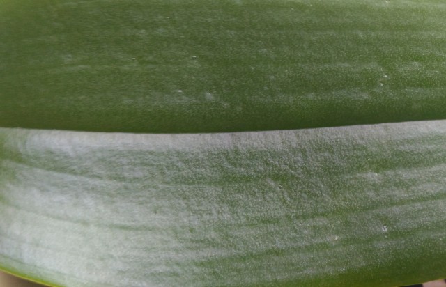 Liść - oryginał 2.jpg