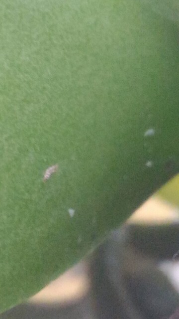 Liść kora - zbliżenie 1.jpg