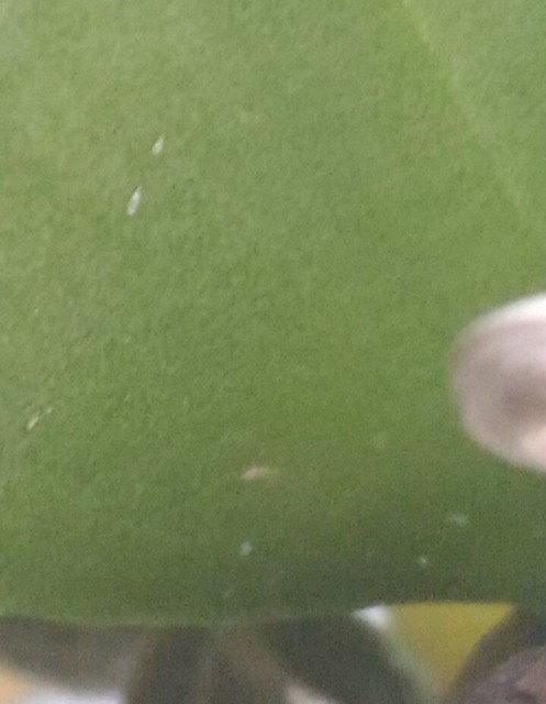 Liść kora - zbliżenie 2.jpg