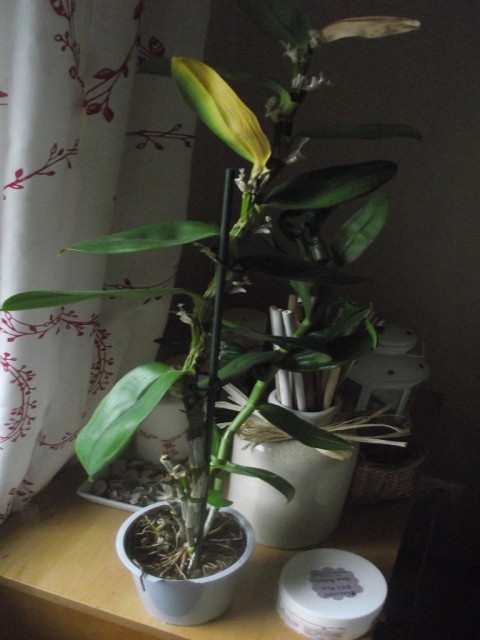 dendrobium nobile.jpg pomniejszone.jpg