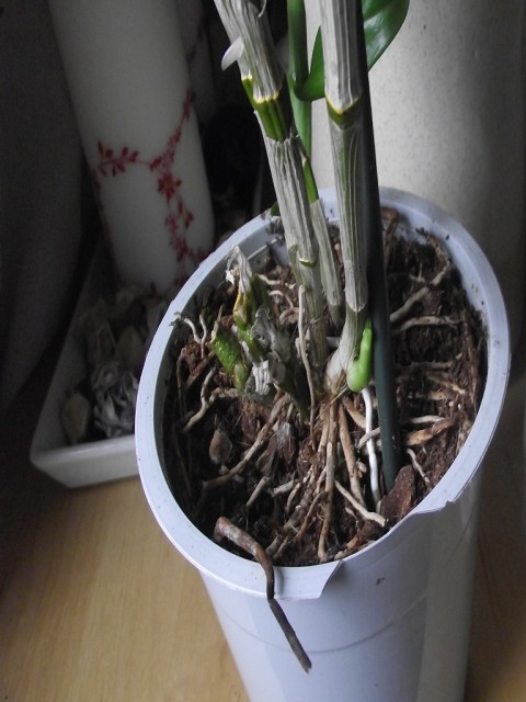 korzenie dendrobium.jpg