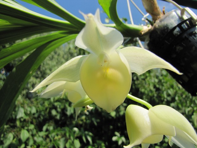 Catasetum Isabella Incantela (fuchsii x pileatum) 2018 (1).jpg