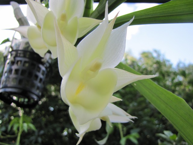 Catasetum Izabella Incantela II (1).jpg