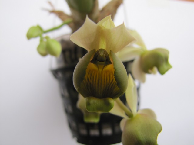 Catasetum albovirens 1.JPG