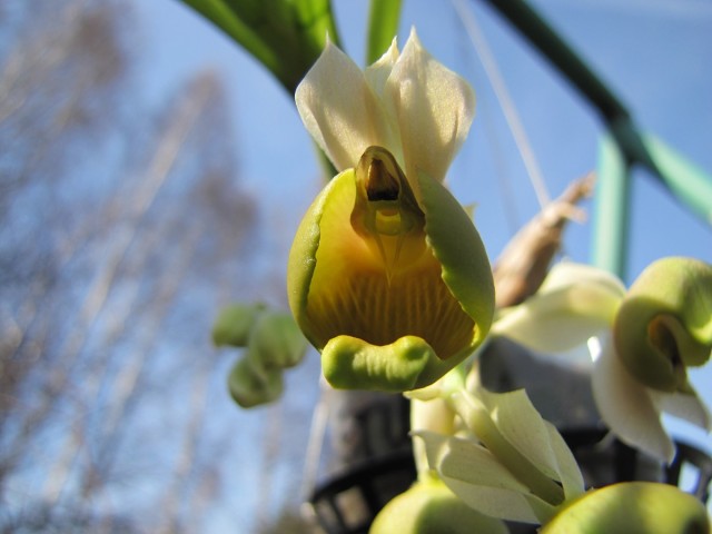 Catasetum albovirens 3.JPG