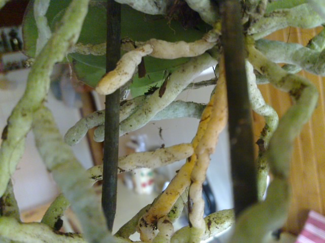 20110409579.jpg