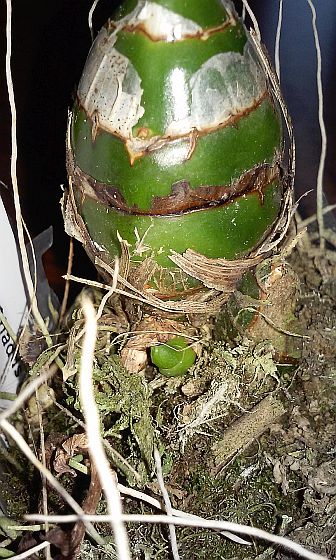 drugi śpioszek1.jpg