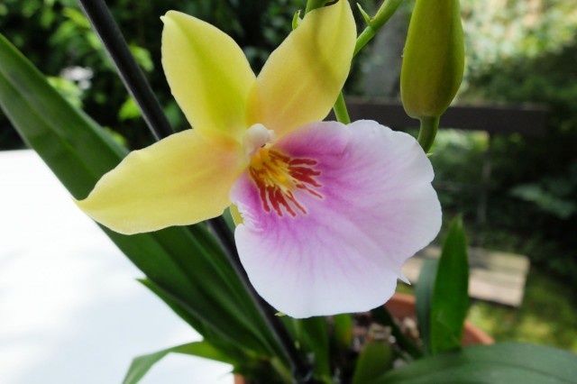 miltonia.jpg