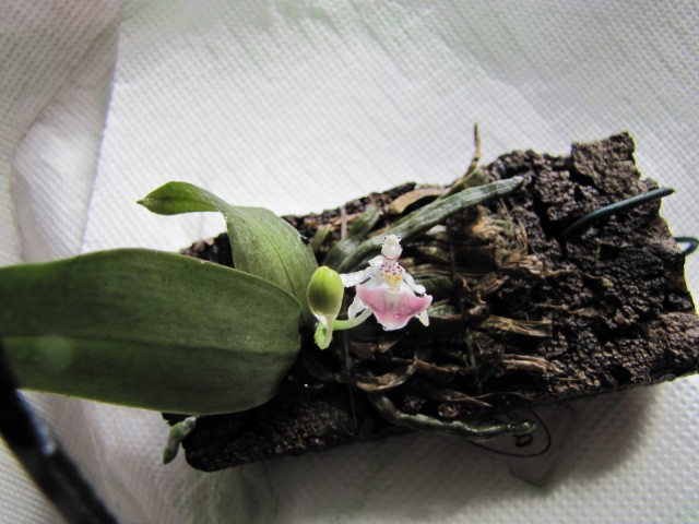 Phalaenopsis parishii I.JPG