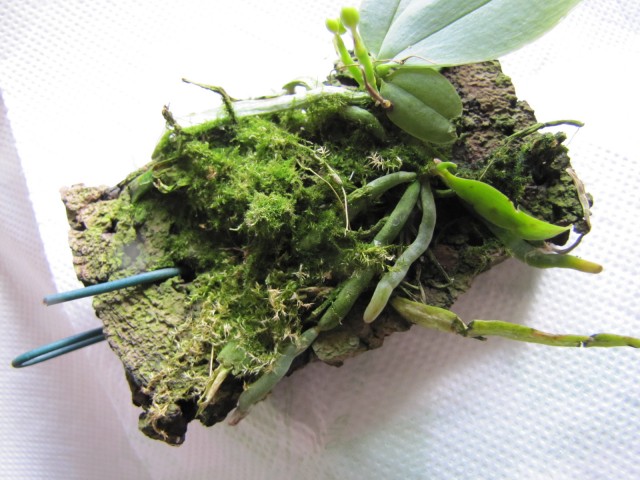 Phalaenopsis parishii II.JPG