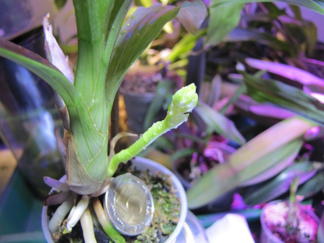 Ctsm vinaceum x denticulatum.JPG