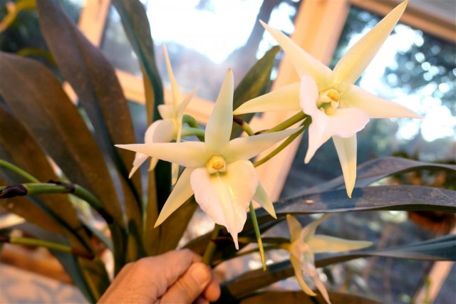 Angraecum Veitchii..jpg
