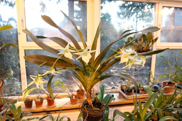 Angraecum Veitchii.jpg