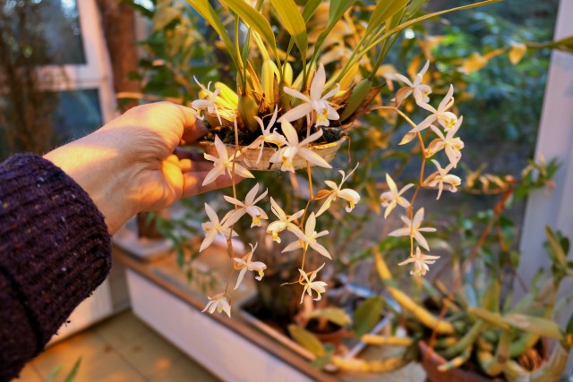 Coelogyne flacida.jpg