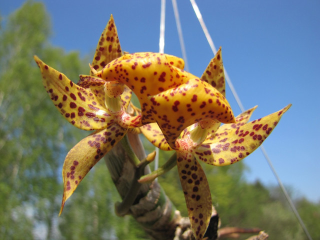 Mormodes revoluta 04.2020 -1.jpg