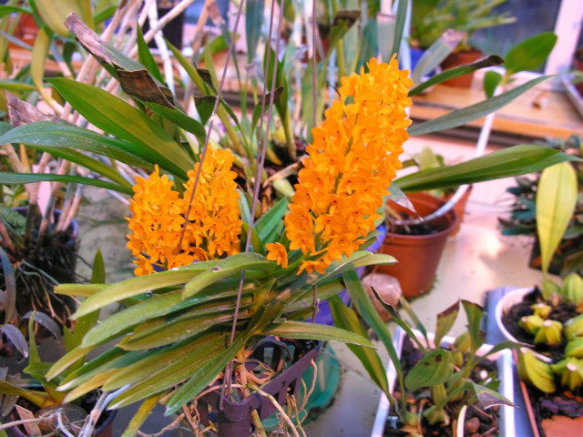 Askocentrum miniatum.jpg