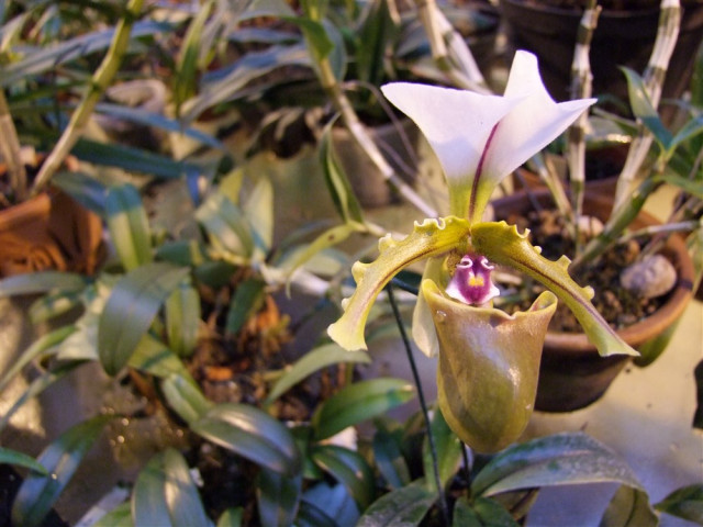 Paphiopedilum spicerianum.jpg