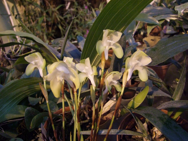 Lycaste lata .jpg