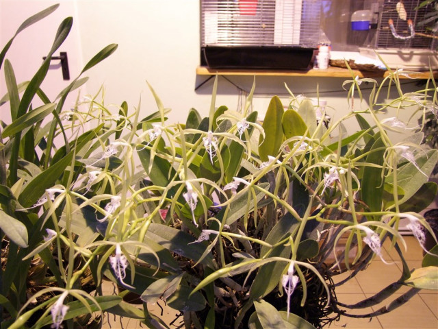 Epidendrum ciliare.jpg