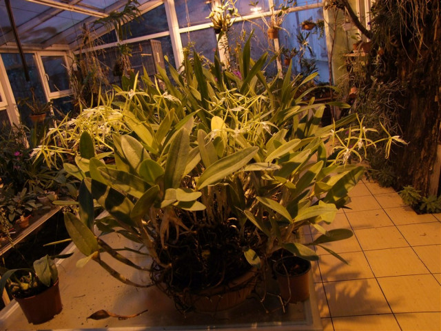 Epidendrum ciliare..jpg