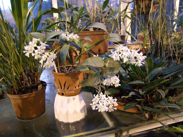 Dendrobium Nora Tokunaga x aberans .jpg