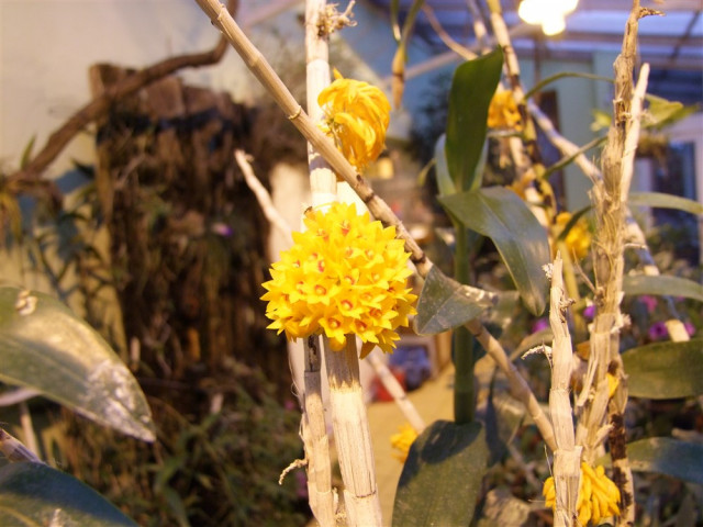 Dendrobium bullenianum (1).jpg