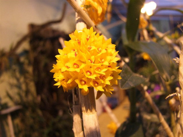 Dendrobium bullenianum (2).jpg