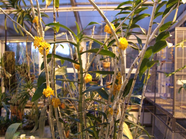 Dendrobium bullenianum.jpg