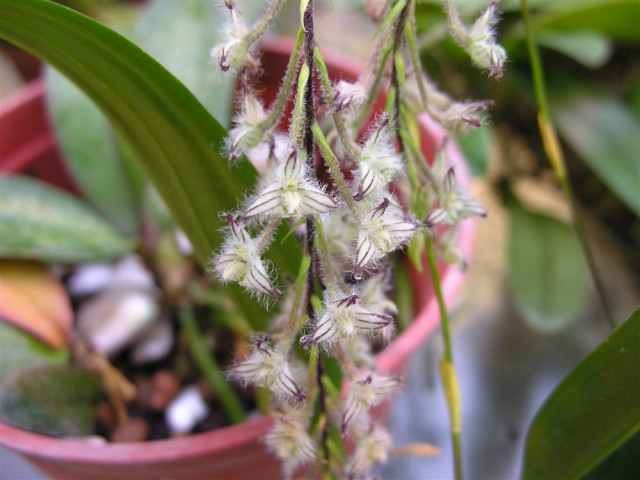 Bulbophyllum lindleyanum.jpg