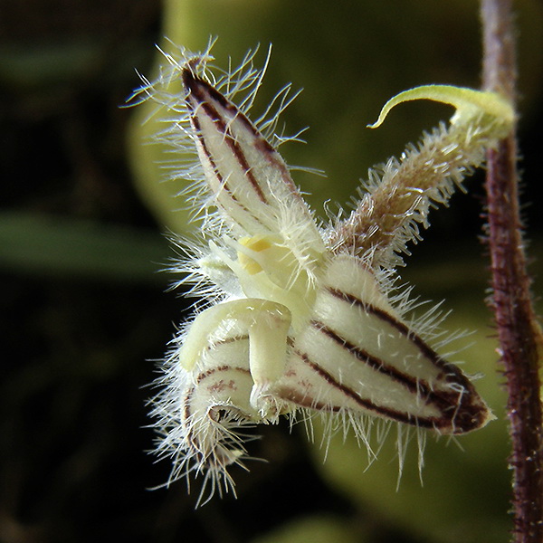 Bulb lindleyanum.jpg