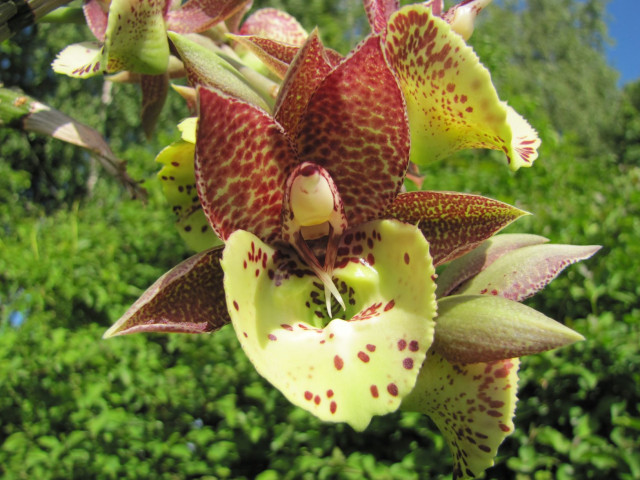 Catasetum Lata Laxman [05.2021]-1.JPG