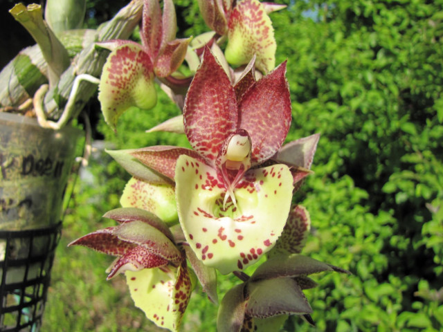 Catasetum Lata Laxman [05.2021]-2.JPG