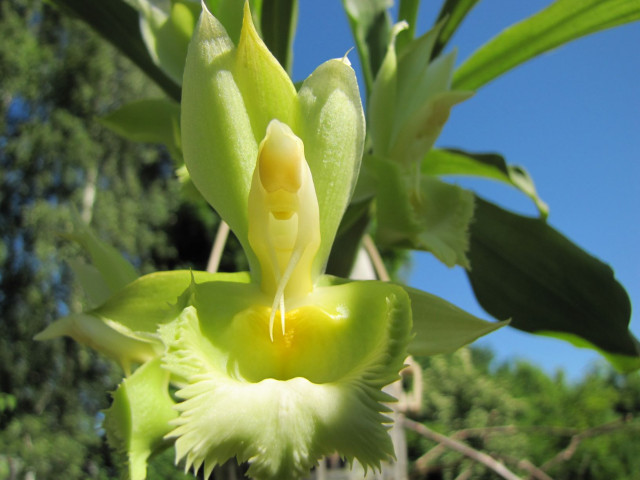 Catasetum Frilly Doris x spitzii Gold SVO - 5.JPG