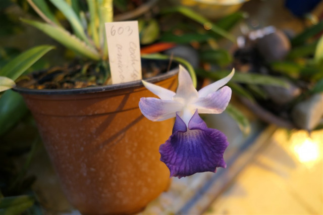 Cochlantes amazonica   .jpg