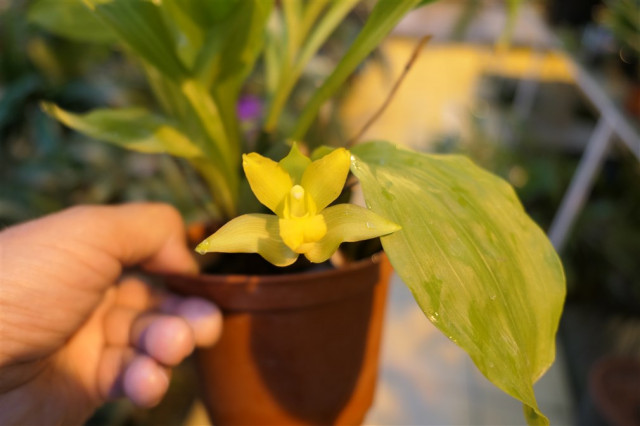 Lycaste cruenta   .jpg