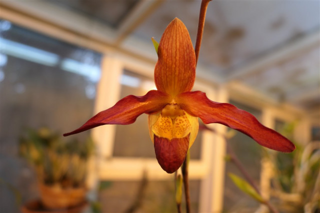 Phragmipedium Living Fire. .jpg