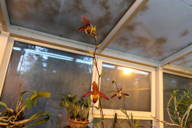 Phragmipedium Living Fire.  .jpg