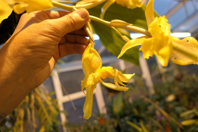 Stanhopea graveolens.   (2).jpg