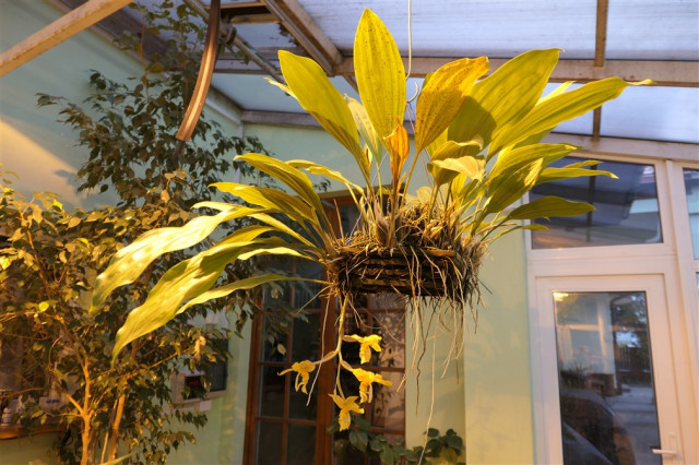 Stanhopea graveolens.  .jpg
