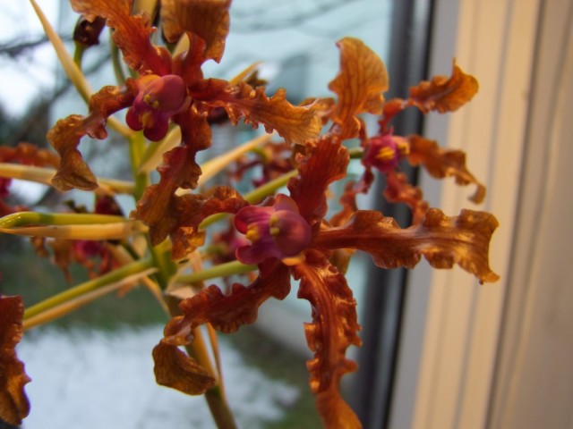 Schomburgkia wallisii...jpg