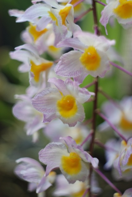dendrobium farmerii1.JPG