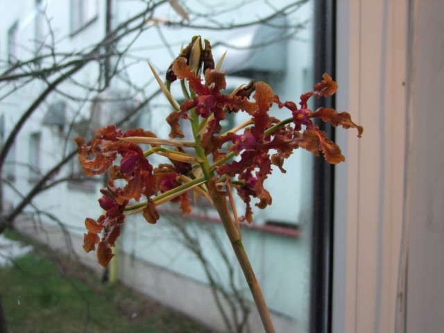 Schomburgkia wallisii.jpg