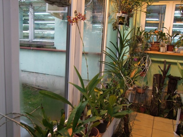 Schomburgkia wallisii..jpg