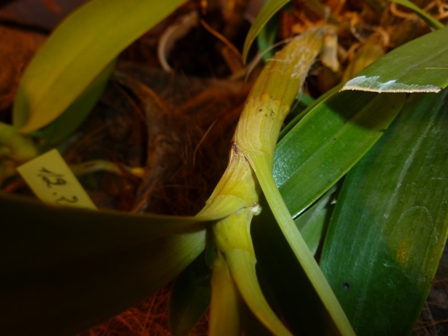 Czyżby pąk- nic z tego nie wyszło.Może w przyszłym roku.JPG