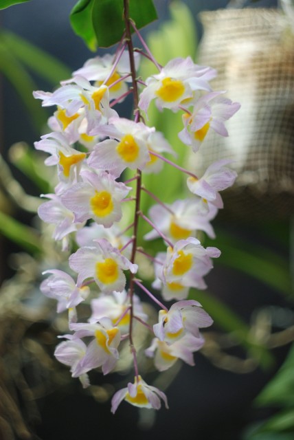 dendrobium farmerii.JPG