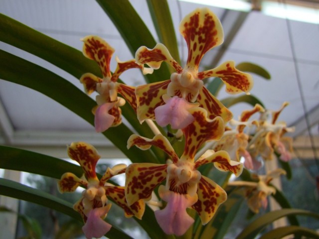 Vanda tricolor.jpg