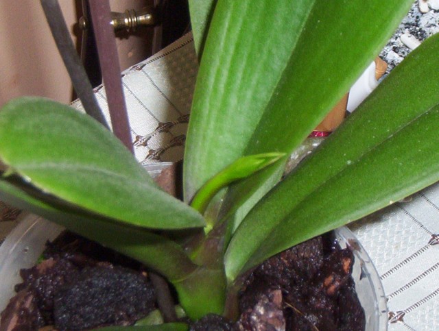 Czerwiec 2010 005.jpg