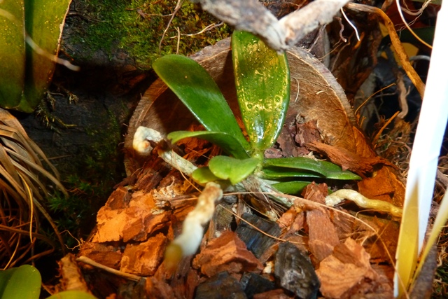 Areangis brachy carpa.JPG